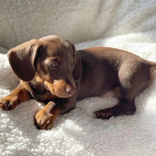 Alfie - Miniature Dachshund Puppy