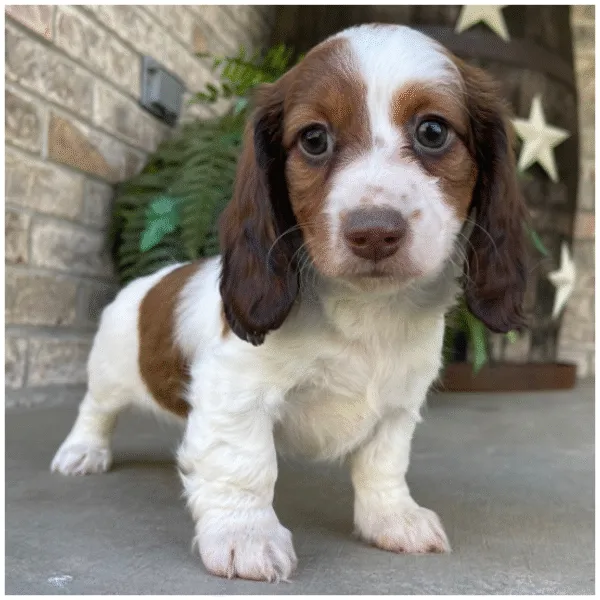 Miniature dachshund puppy Beauty
