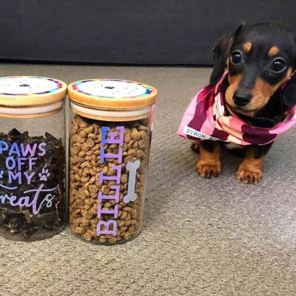 Bella - Miniature Dachshund Puppy