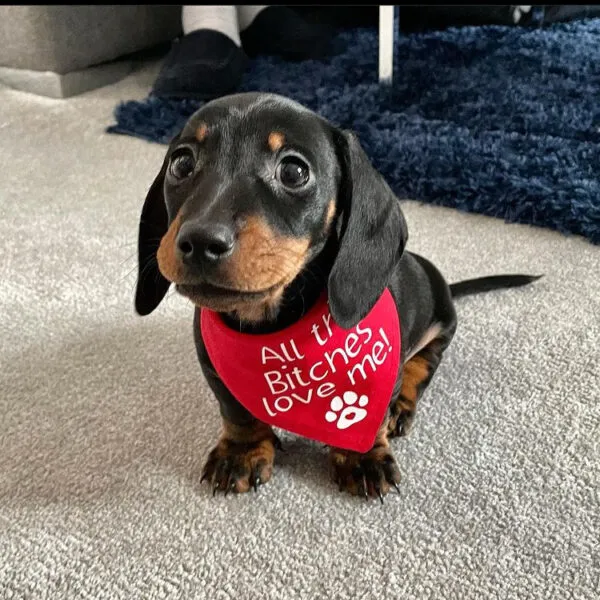 Miniature dachshund puppy Derek