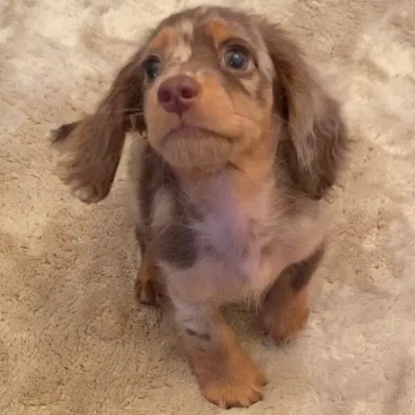 Ginna - Miniature Dachshund Puppy