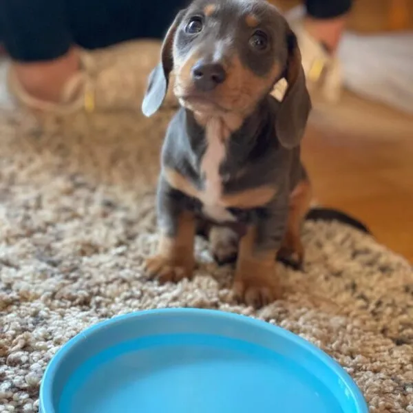 Hega - Miniature Dachshund Puppy