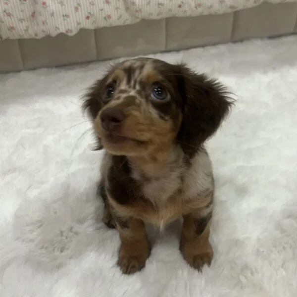 Lisa - Miniature Dachshund Puppy