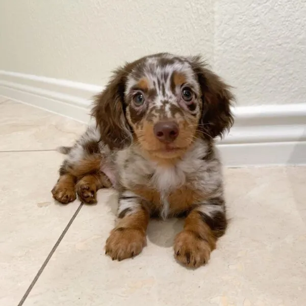 Lolly - Miniature Dachshund Puppy