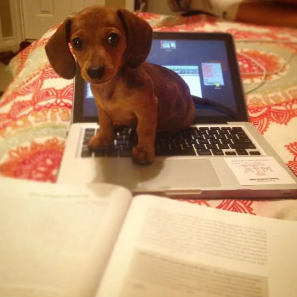 Maple - Miniature Dachshund Puppy