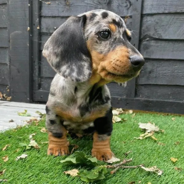 Miniature dachshund puppy Oakley