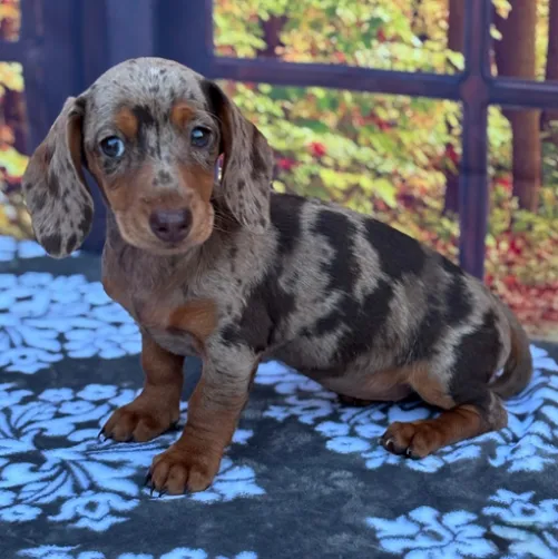 Oliver - Miniature Dachshund Puppy