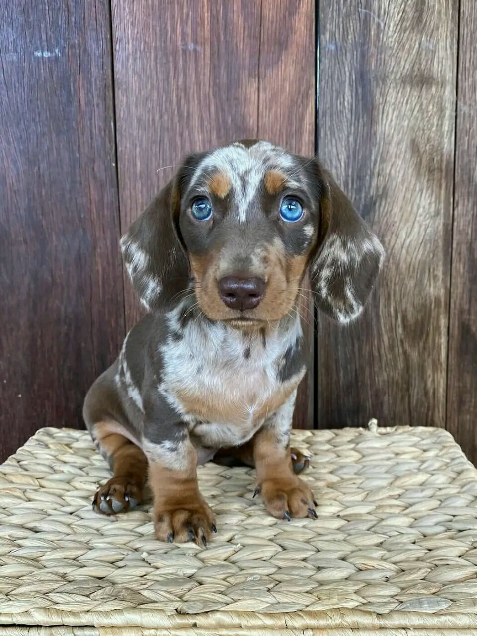 Clint - Miniature Dachshund Puppy