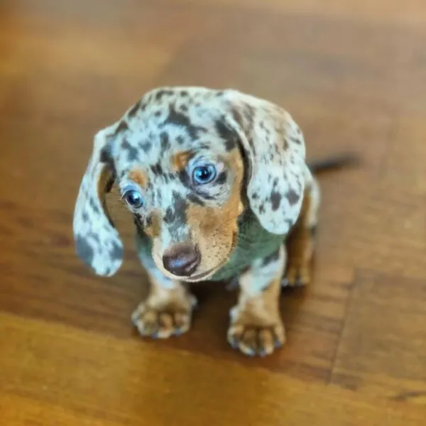 Pepper - Miniature Dachshund Puppy