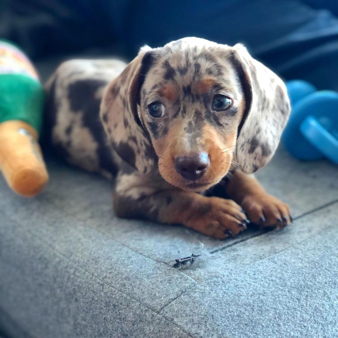 Pepper thumbnail 1