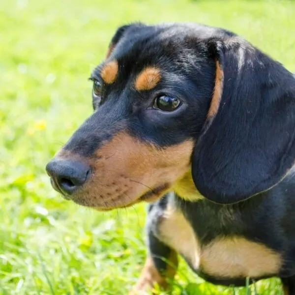 Blue - Miniature Dachshund Puppy