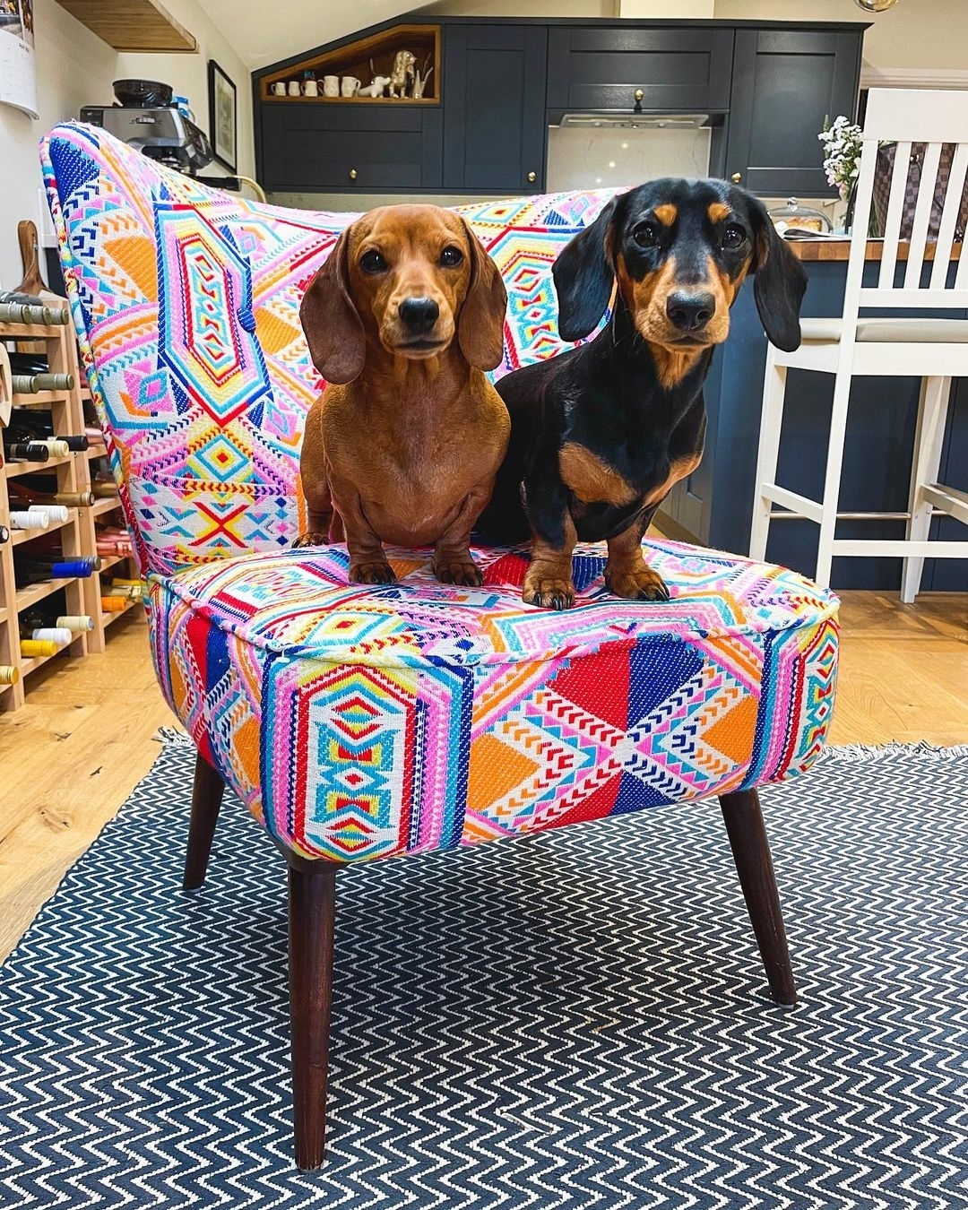 Healthy miniature dachshund puppy