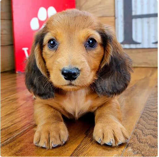 Richie - Miniature Dachshund Puppy