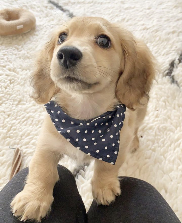 Teddy thumbnail 1