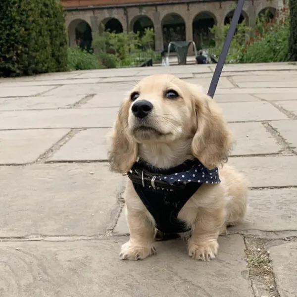 Teddy - Miniature Dachshund Puppy