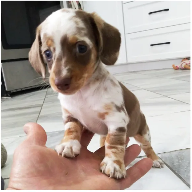 Tulip - Miniature Dachshund Puppy