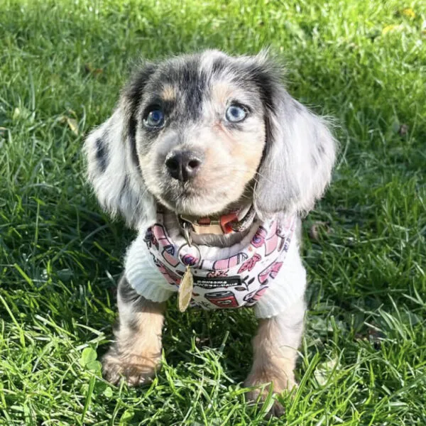Wilma - Miniature Dachshund Puppy