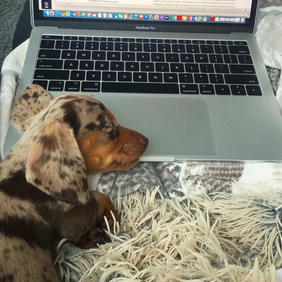 Pepper thumbnail 2
